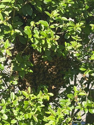 Bienen, Espelstrasse, Illnau